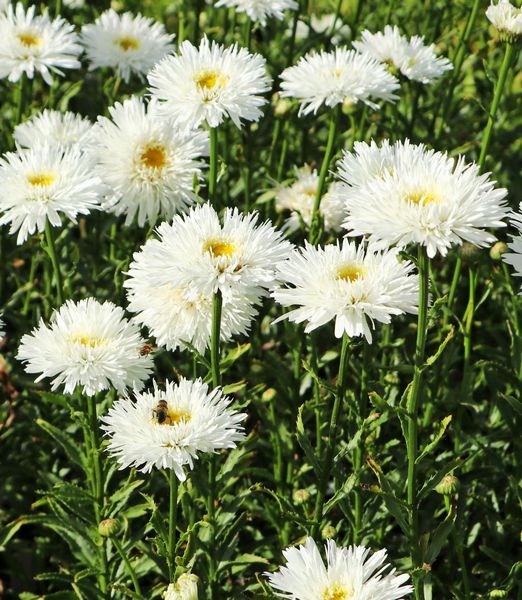 Leucanthemum maximum 'Ooh La La Spider'